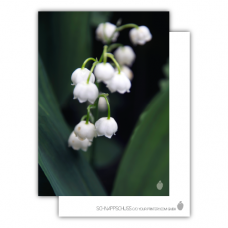 Postcard | Lily of the Valley